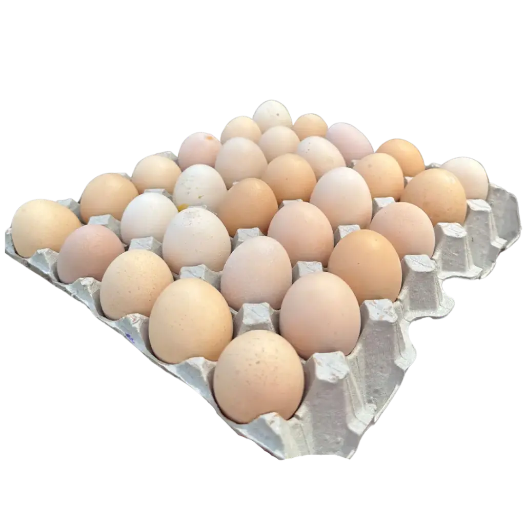 EGGS